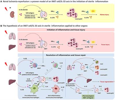 The Impact of Invariant NKT Cells in Sterile Inflammation: The Possible Contribution of the Alarmin/Cytokine IL-33